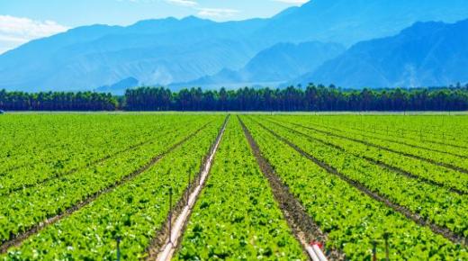 تفسير رؤية الزرع في المنام لابن سيرين