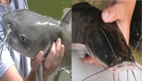 تفسير رؤية القراميط في المنام