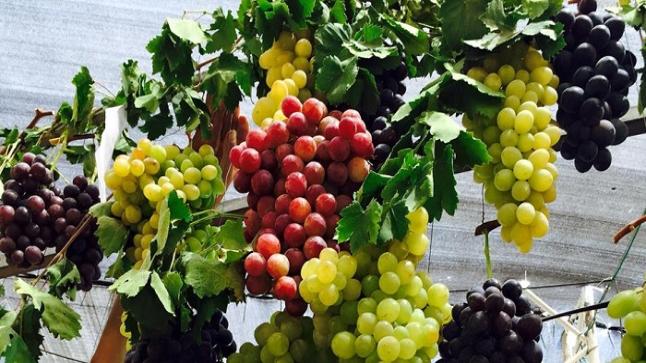 تفسير رؤية شجرة العنب في المنام