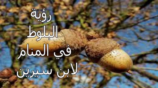 تفسير رؤية البلوط في المنام لابن سيرين