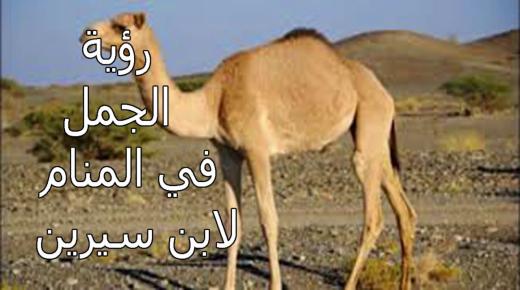 تفسير رؤية الجمل في المنام لابن سيرين