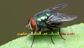 تفسير رؤية الذباب في المنام لابن شاهين وابن سيرين