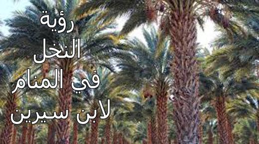تفسير رؤية النخل في المنام لابن سيرين