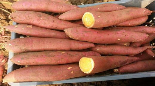 تفسير حلم البطاطا في المنام لابن سيرين