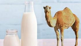 حليب الناقة كعلاج للأمراض