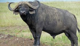 تفسير رؤية الجاموس في المنام بالتفاصيل