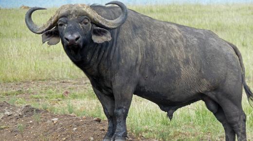 تفسير رؤية الجاموس في المنام بالتفاصيل