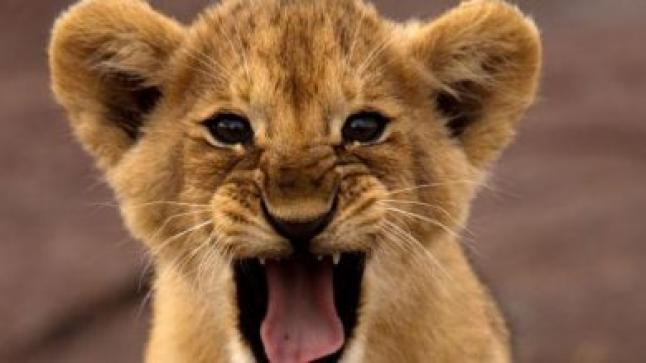 تفسير رؤية الشبل في المنام بالتفاصيل