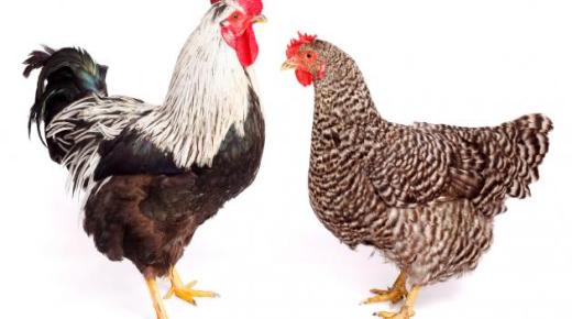 تفسير رؤية الفراخ في المنام للنابلسي