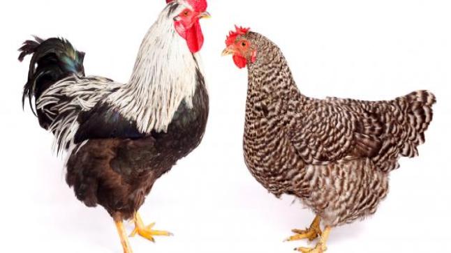 تفسير رؤية الفراخ في المنام للنابلسي