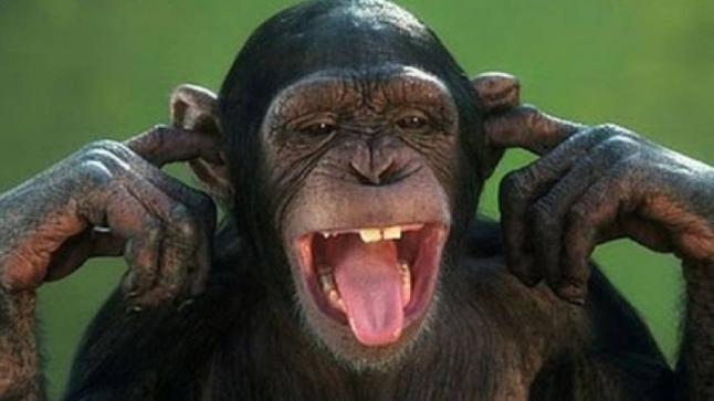 تفسير رؤية القرد في المنام لابن سيرين والنا بلسي