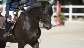 تفسير حلم ركوب الخيل فى المنام