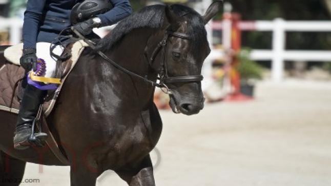 تفسير حلم ركوب الخيل فى المنام