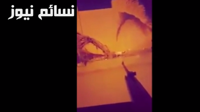 سفاح القطط ينتظر إلقاء القبض عليه بعد توجيهات من الأمير خالد الفيصل وتأكيدات على الإلتزام بحقوق الحيوان