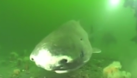 إكتشاف نوع من سمك القرش يستطيع العيش حتى 400 سنة !