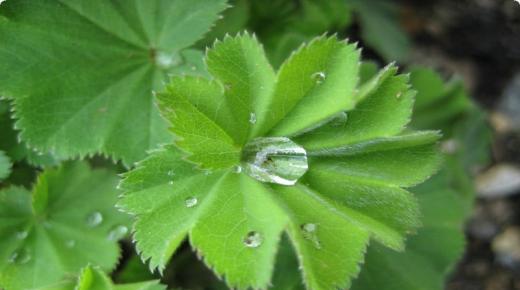 عشب رجل الأسد