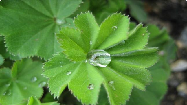 عشب رجل الأسد