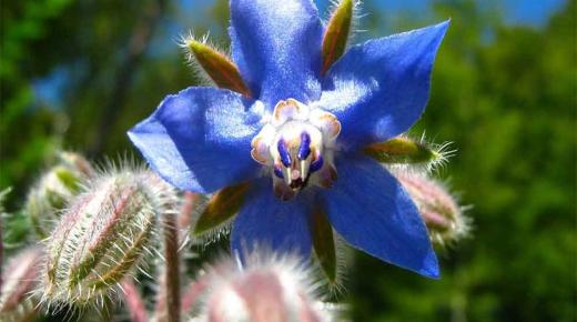 عشب لسان الثور وأهميته الطبية