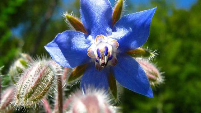 عشب لسان الثور وأهميته الطبية