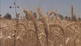 مصر : السماح بنسبة 0.05 بالمئة من فطريات الإرجوت في القمح المستورد