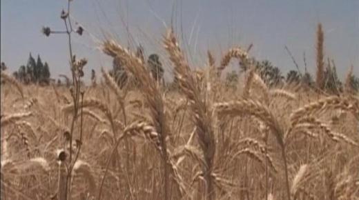 مصر : السماح بنسبة 0.05 بالمئة من فطريات الإرجوت في القمح المستورد