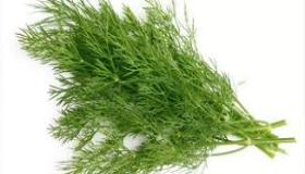 فوائد الشبت للشعر والبشرة والصحة العامة