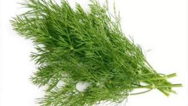 فوائد الشبت للشعر والبشرة والصحة العامة