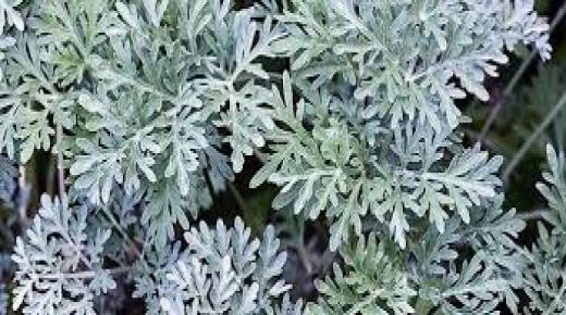 فوائد الشيح للصحة والبشرة والشعر