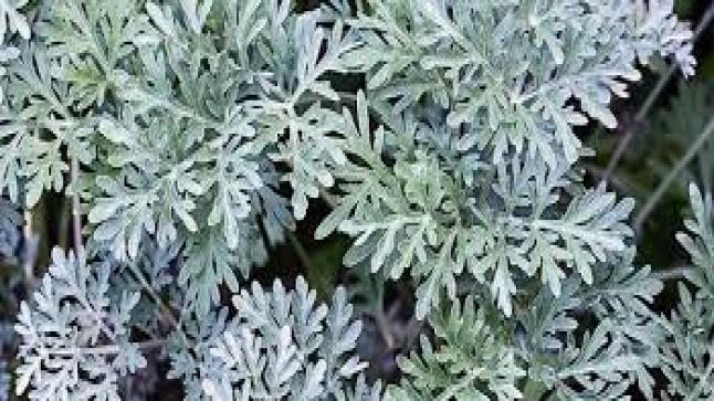 فوائد الشيح للصحة والبشرة والشعر