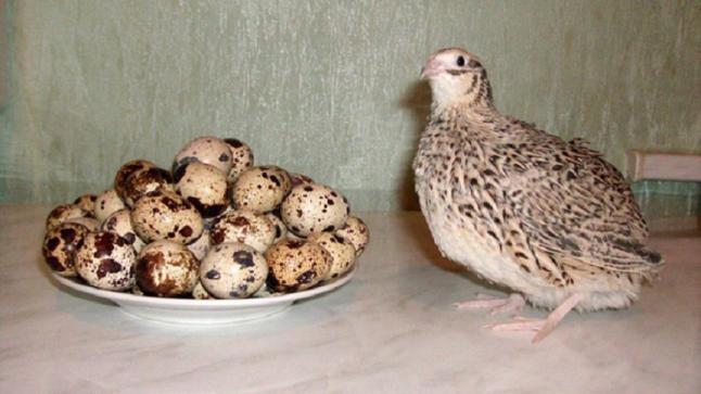 فوائد بيض السمان للصحة