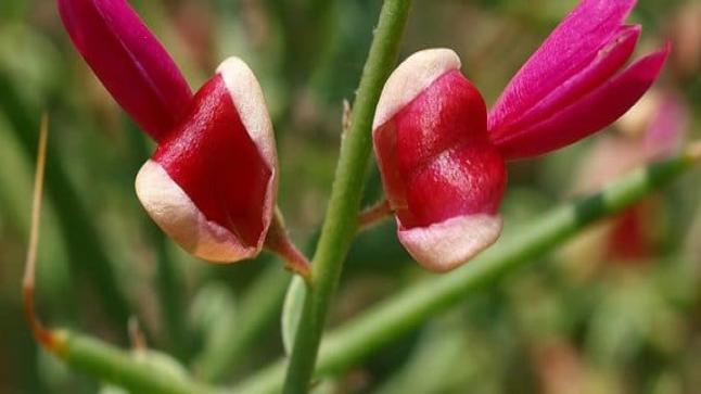 فوائد عشب العاقول الصحية