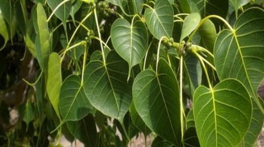 فوائد عشب لسان العصفور للصحة