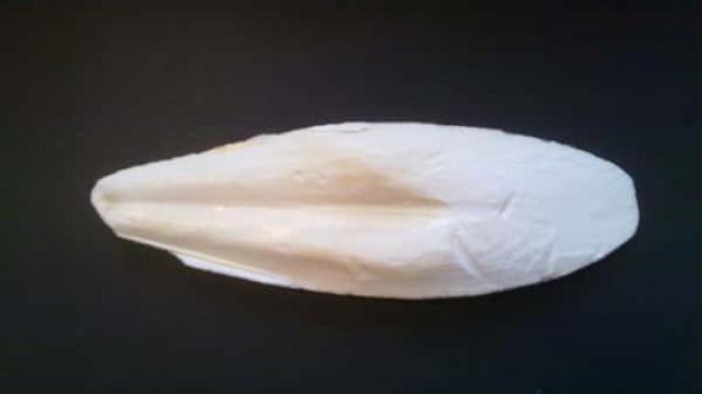 فوائد لسان البحر لعلاج مشاكل البشرة