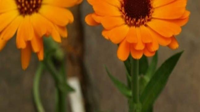 فوائد نبات الأذريون للصحة العامة