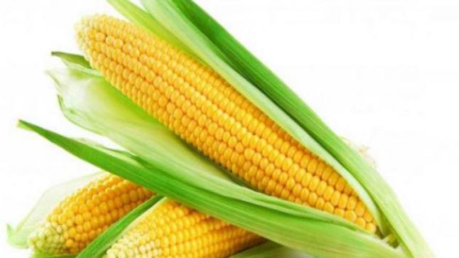 الذرة الصفراء وفوائدها