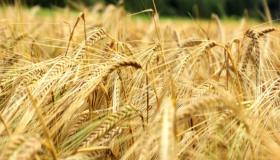 الديوان الجزائري المهني للحبوب يسعى للاستثمار في الإنتاج من أجل تقليل الواردات