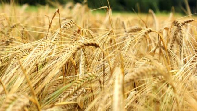 الديوان الجزائري المهني للحبوب يسعى للاستثمار في الإنتاج من أجل تقليل الواردات