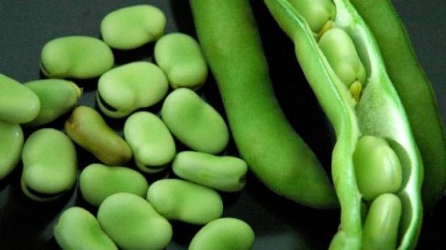 الفول الاخضر فوائده وأضراره