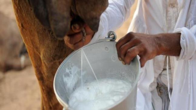 فوائد حليب الأبل الصحية