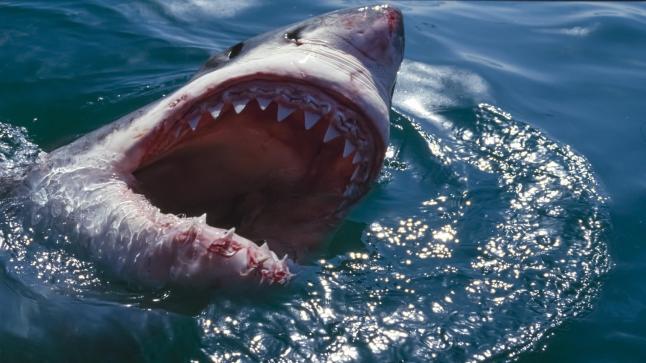 هذا ما فعله قرش الغردقة بالسائح الروسي.. وقرارات عاجلة من محافظ البحر الأحمر