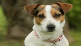 مسن من الصين يكتب وصية خاصة لكلبه تاركا فيها كل ثروته له