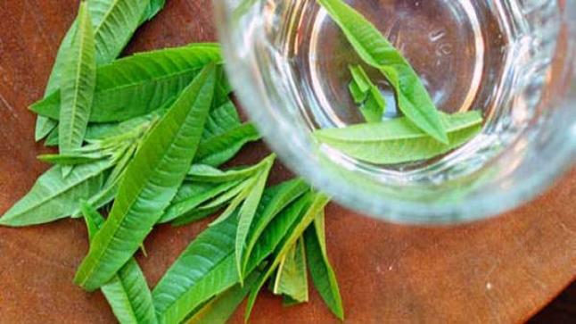 فوائد وأضرار عشبة اللويزة