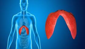 شلل الحجاب الحاجز وأسبابه