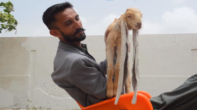 ماعز تثير الجدل على مواقع التواصل بسبب أذنيها.. هل تدخل موسوعة جينيس؟