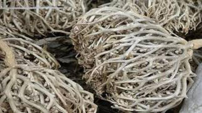 نبات الإسبيغول وفوائده العلاجية