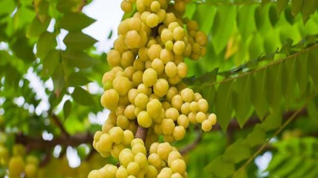 نبات الاملج وفوائده لجسم الإنسان