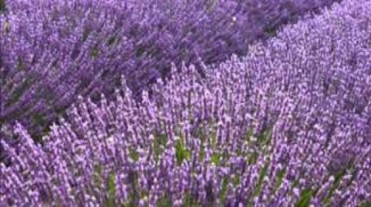 نبتة الخزامى وأهم الفوائد الخاصة بها