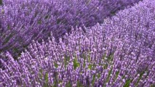 نبتة الخزامى وأهم الفوائد الخاصة بها